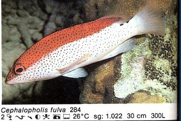 Cephalopholis fulva